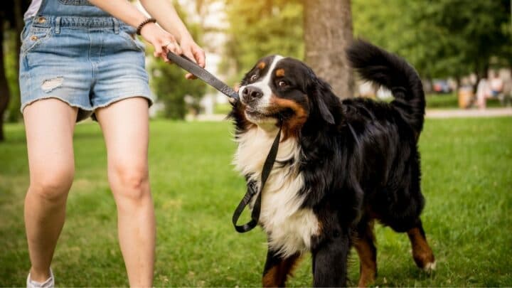 How To Train a Bernese Mountain Dog — The Basics Revealed