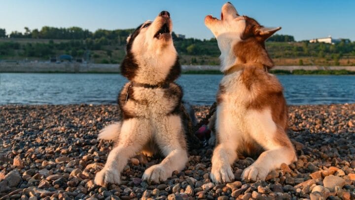 Why Do Huskies not Bark? Let’s Find Out!