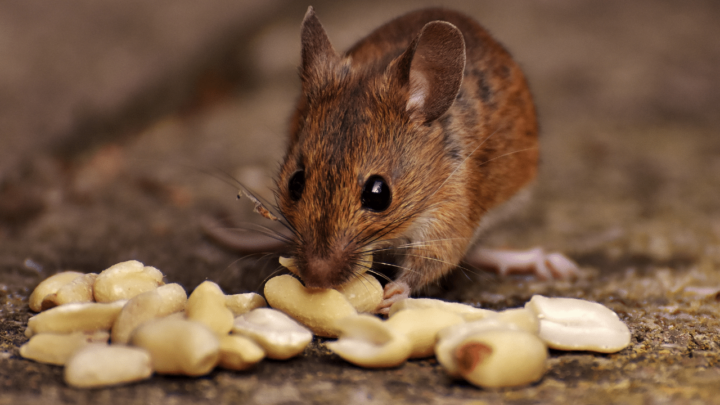 Baby mice are known to shy away from showing and demonstrating pain