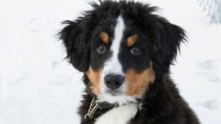 Bernese Mountain Dog Puppy