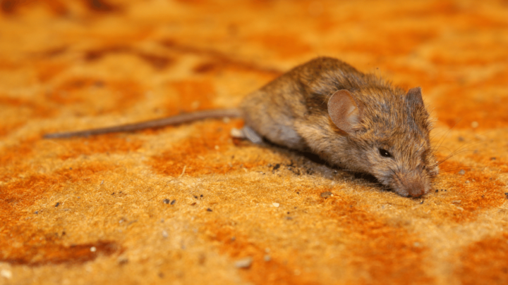 Extended diarrhea of 8 to 12 hours and more is not a good sign in mice