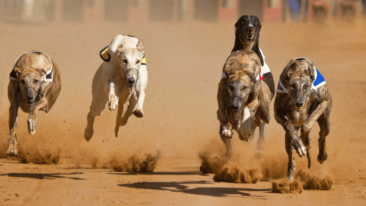 How Fast Can Dogs Run? Let’s Reveal it!
