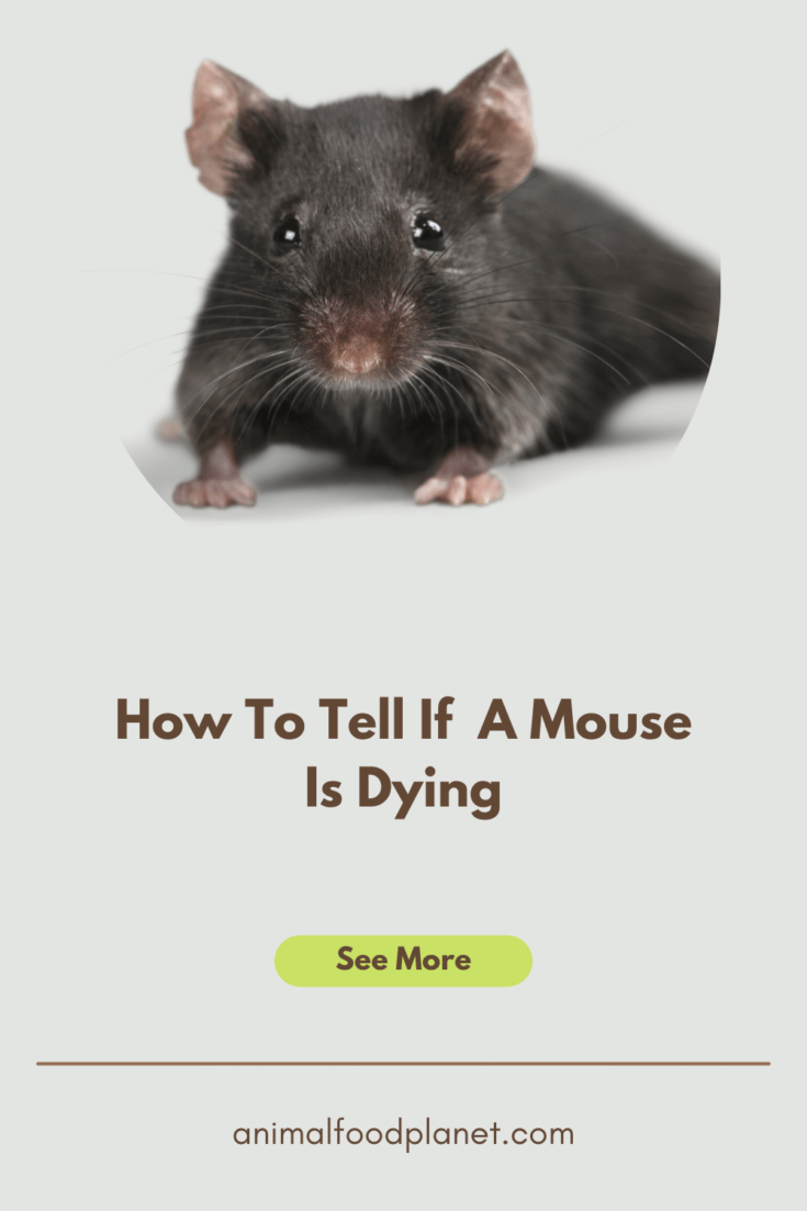 How To Tell If A Mouse Is Dying