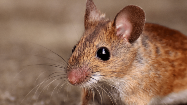 Lethargy and withdrawal from touch can signs of a dying mouse