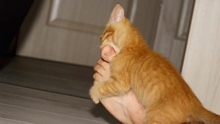 4 Reasons Why Do Cats Bite Feet – Ouch!