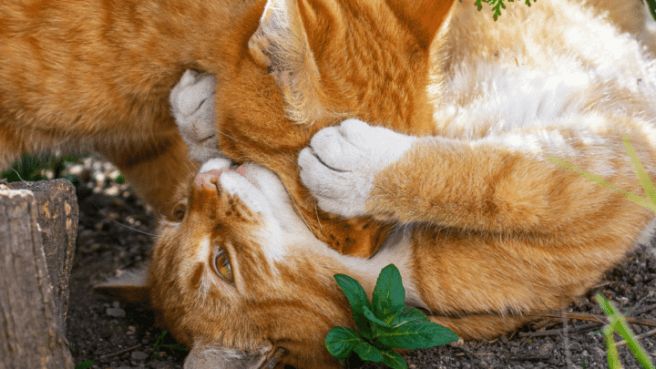 A cat that is biting can be a result of overstimulation when grooming