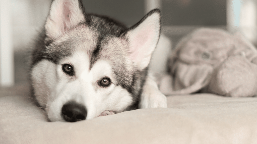 when-and-how-often-do-huskies-go-into-heat-the-answer-animalfoodplanet