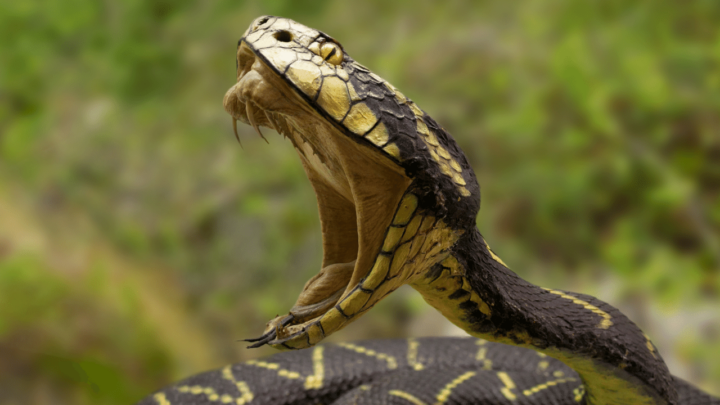 A starving snake might start to bite itself