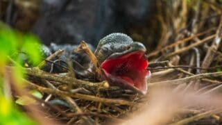 Baby Crow