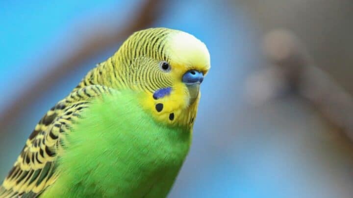 Why is my Budgie Shaking? Oh My!