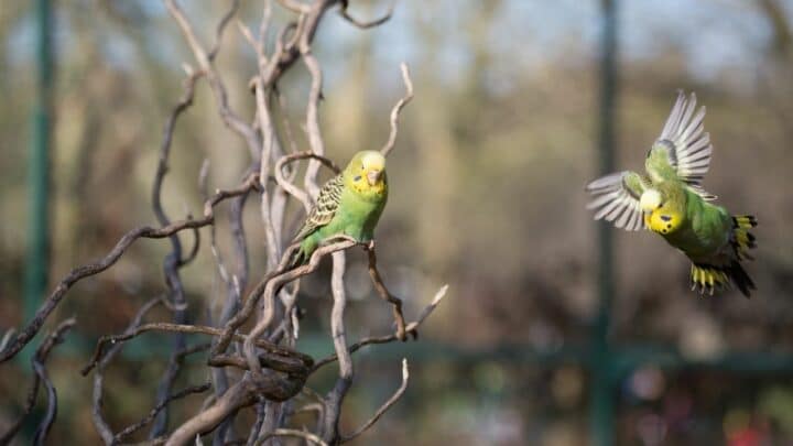 How to Clip Budgie Wing – 5 Steps to Success!