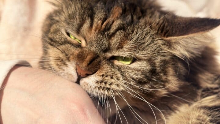 Why Do Cats Purr And Then Bite You? Ooh!