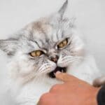 Cat Biting Finger