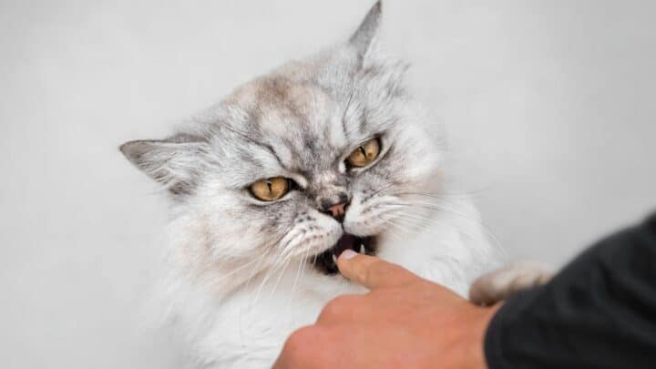 Why Do Cats Bite Fingers? 4 Reasons You Should Know
