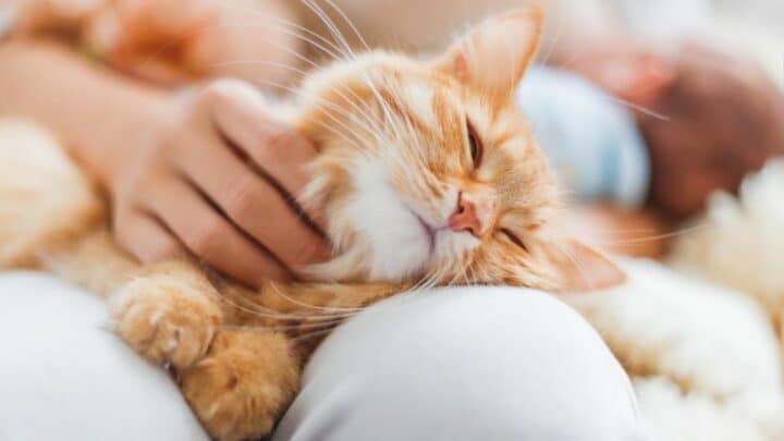 4 Reasons Why Cats Close Their Eyes When You Pet Them