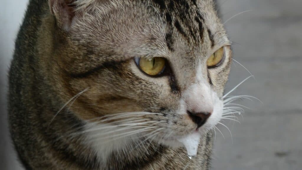 Alcohol Seizures Treatment Cat Foaming At The Mouth After Flea Treatment