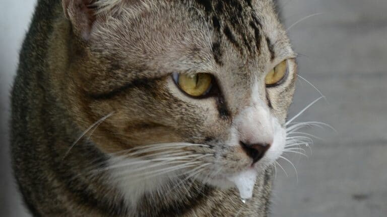 6 Reasons Why Your Cat Might Foam Out the Mouth