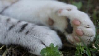 Cat Folding Paw