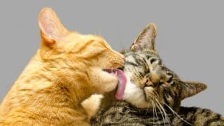 Cat Grooming and Biting