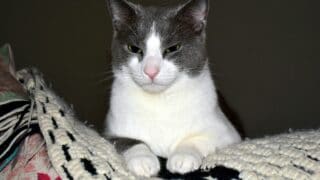 Cat Kneading Blanket