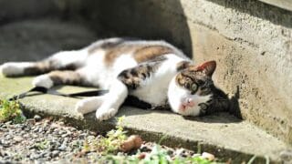 Cat Laying In The Sun