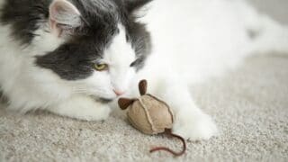 Cat bringing a toy