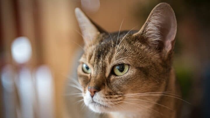 Why Do Cats Like to Stare At Nothing? Ooh!