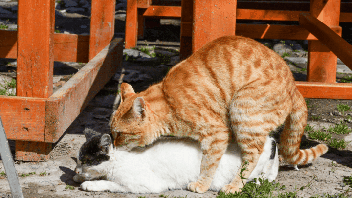 Cats bite other cats neck to demonstrate dominance
