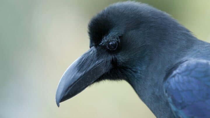 How To Befriend A Crow? Oh! So Exciting!