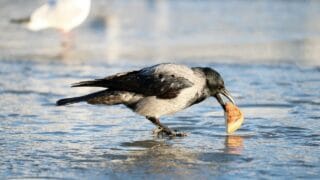 Crow Eating in Winter