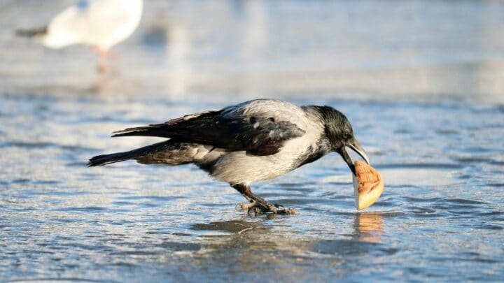 What do Crows Eat in Winter – The Answer Is Here