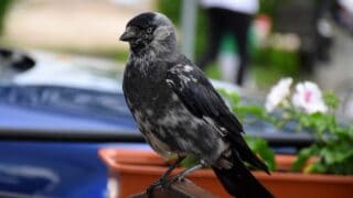 Crows Eating Other Birds