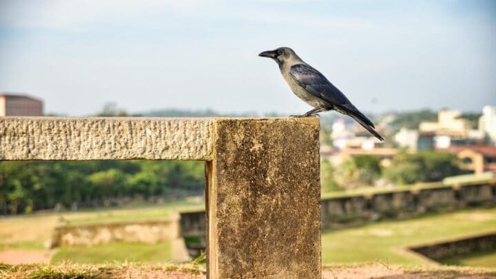 Do Crows Make Good Pets? The Answer Is Here!