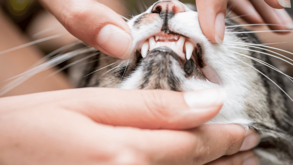6 Reasons Why Your Cat is Foaming at the Mouth