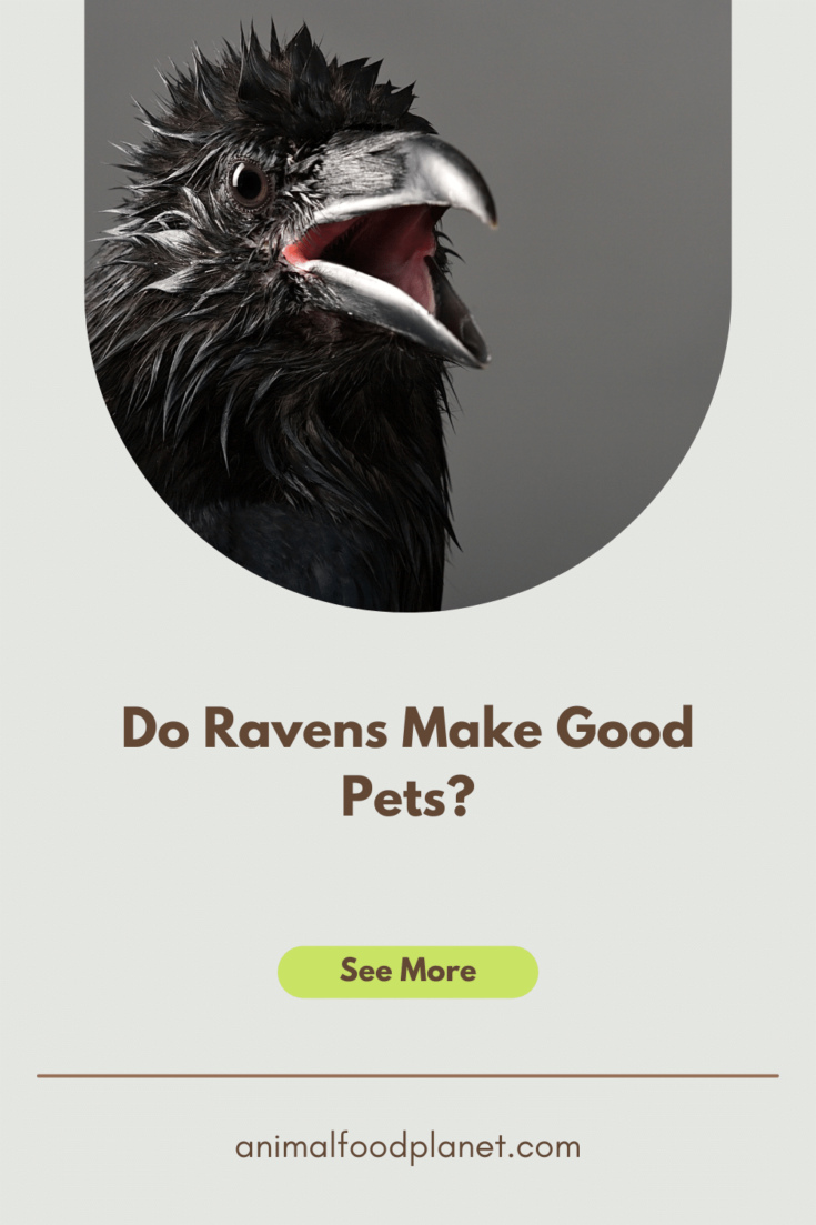 Do Ravens Make Good Pets