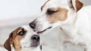 Dog Licking Another Dog