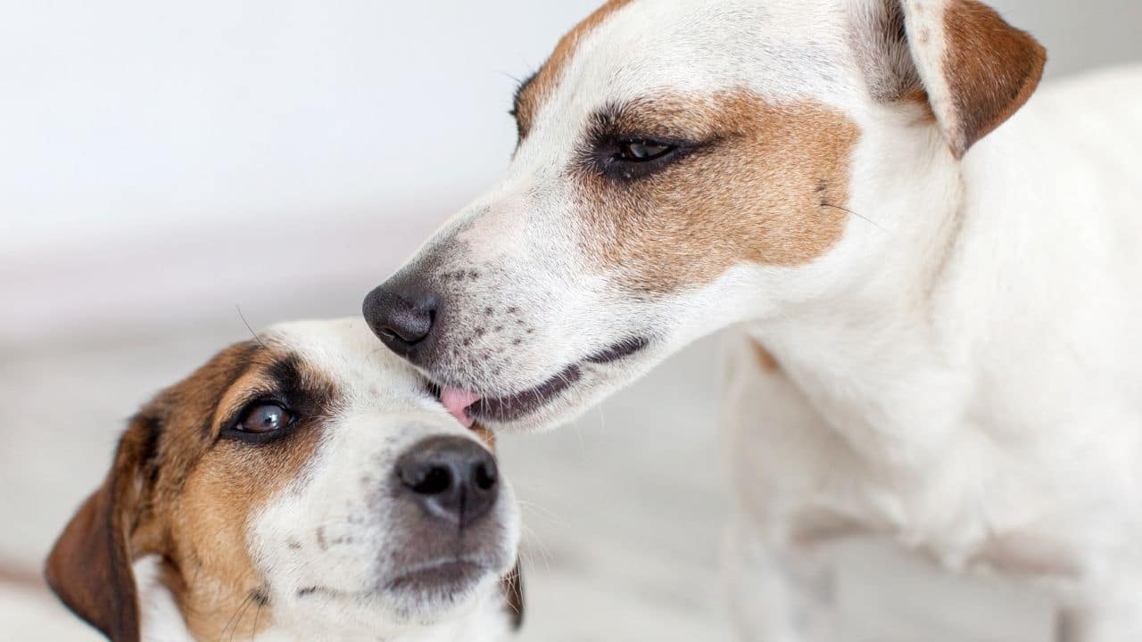Why Do Dogs Lick Other Dogs? That's Why! - Animalfoodplanet