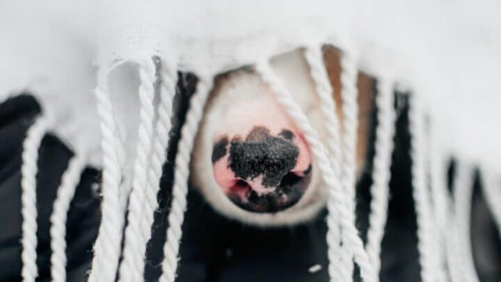 What Dog Breeds Have Pink Noses? So Cute!