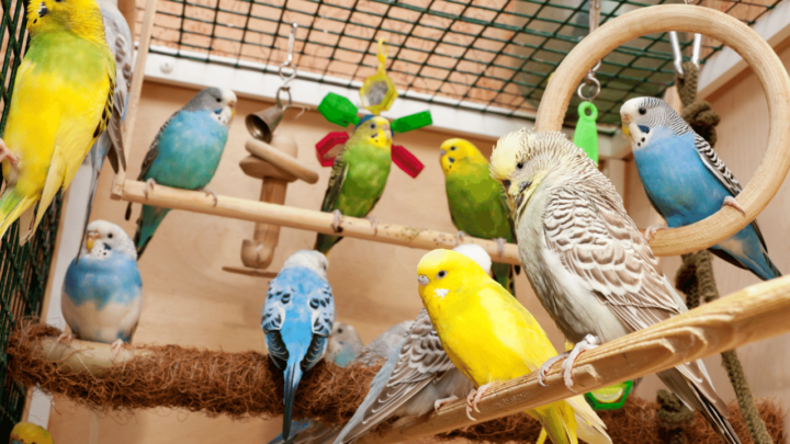 Fancy colored budgies are more difficult to sex