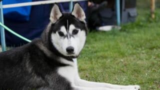 Female Siberian Husky