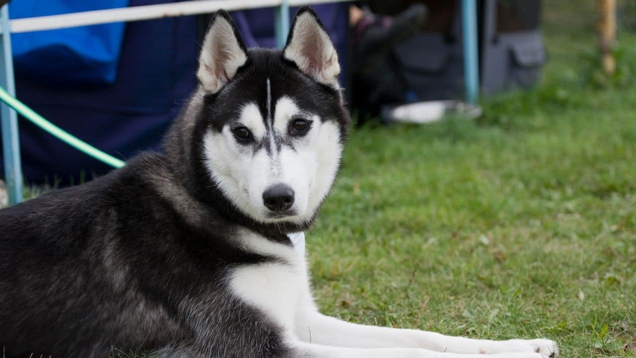 When and How Often Do Huskies Go Into Heat — The Answer!