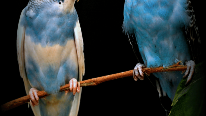 Female and male budgie sitting on a branch. The male budgie has blueish skin on its feet