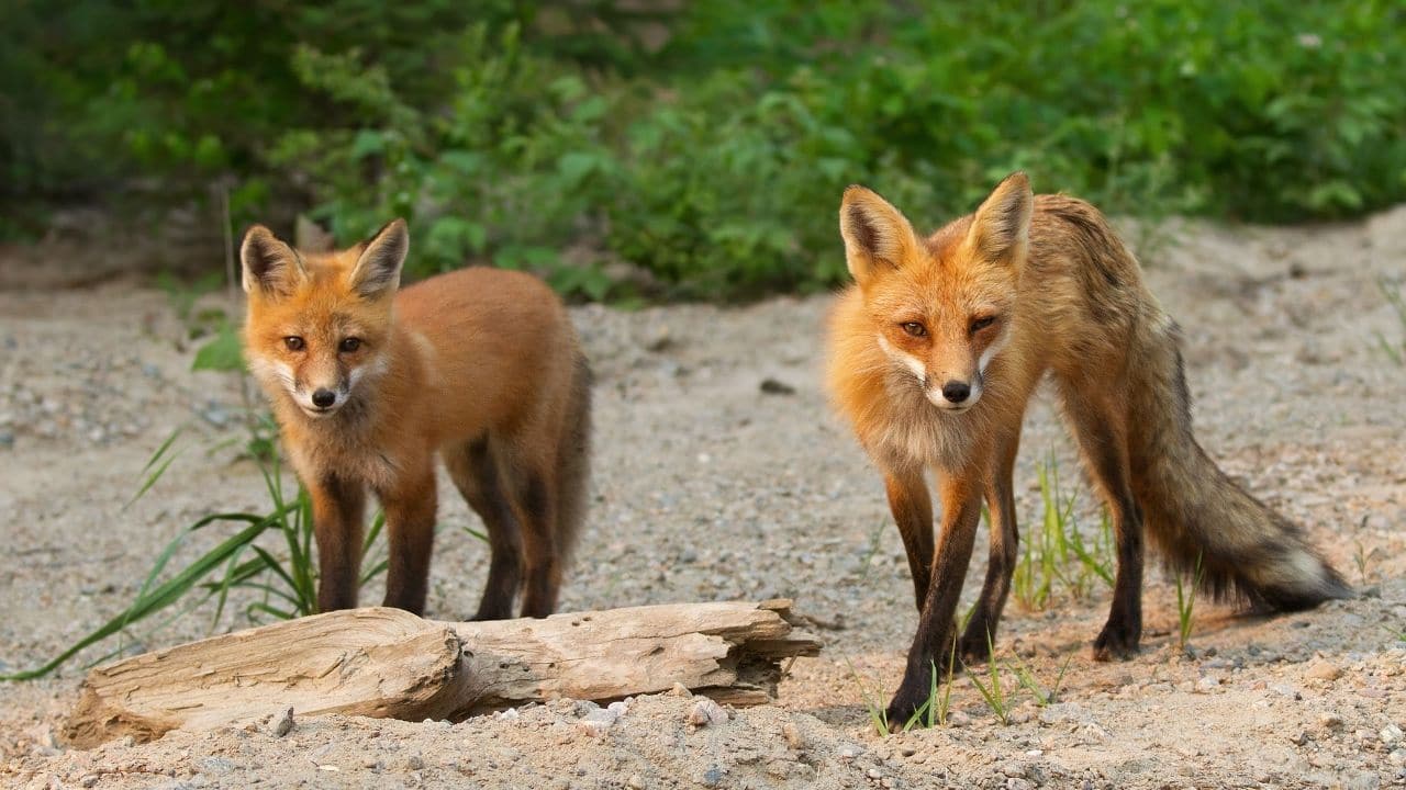 Foxes