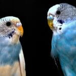 How to Tell Budgie Gender