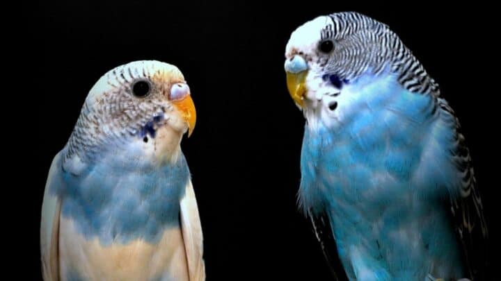 3 Foolproof Methods How to Tell The Budgie Gender