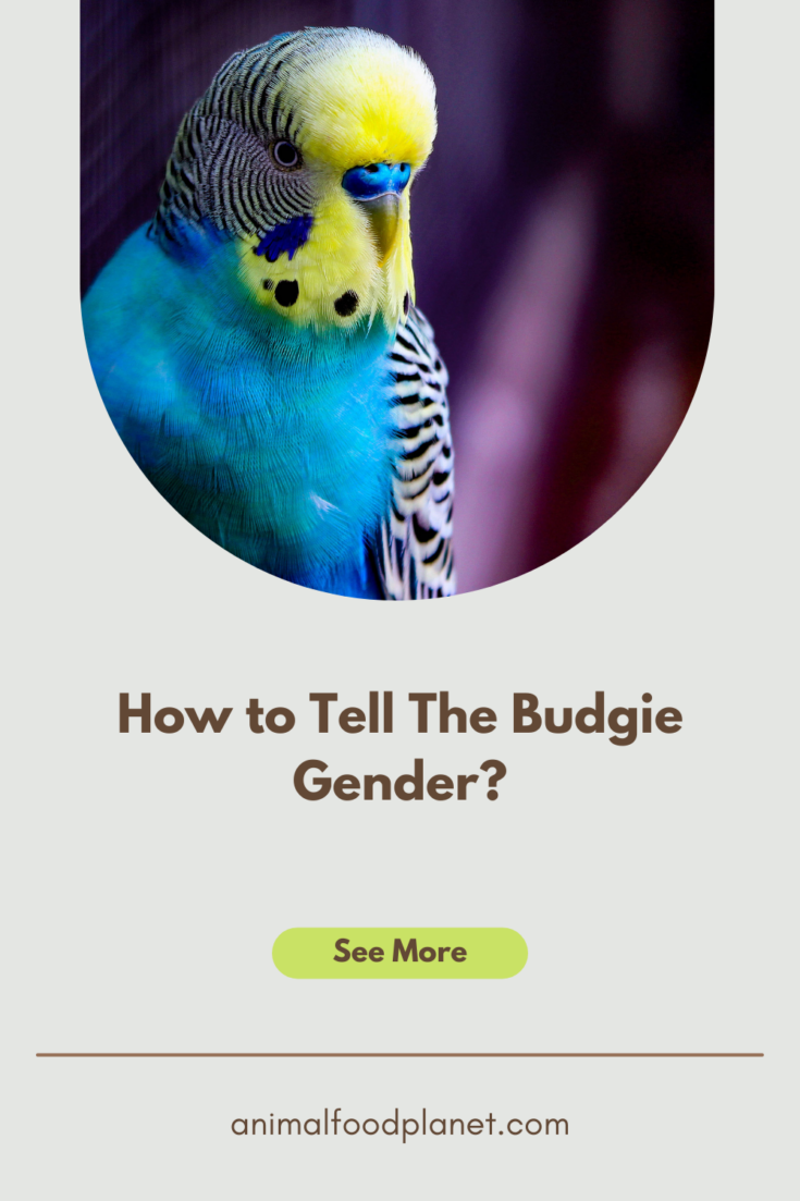 How to Tell The Budgie Gender