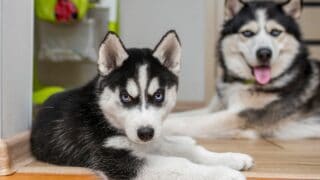 Huskies