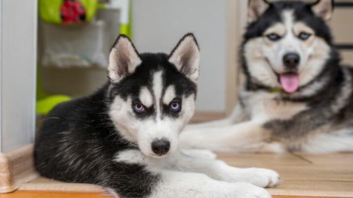 How Much Are Huskies? Whoah, Really!?