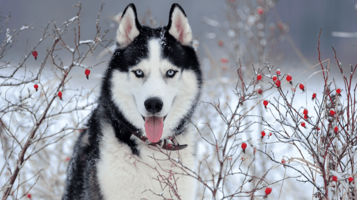 Huskies coming into heat will start to smell odd