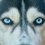 Husky Blue Eyes
